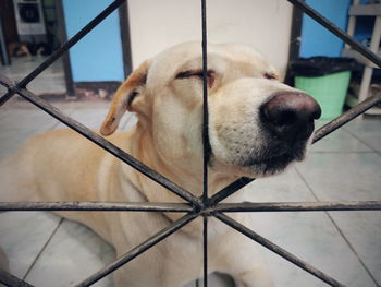 Close-up of dog looking through metal fence