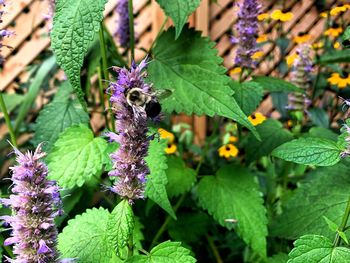 Close-up of butterfly pollinating on purple flowering plant