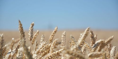 Close-up of stalks in field against clear sky