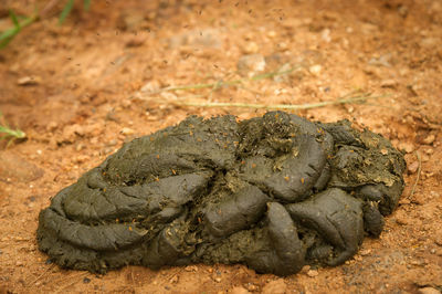 Close-up of animal dung on field
