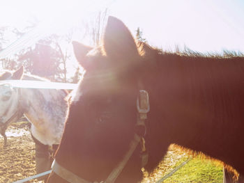 View of horse on field in ranch