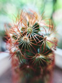 Close-up of cactus flower