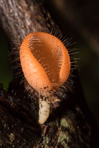 Close-up of mushroom growing on plant