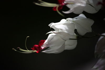 Close-up of flowers against black background