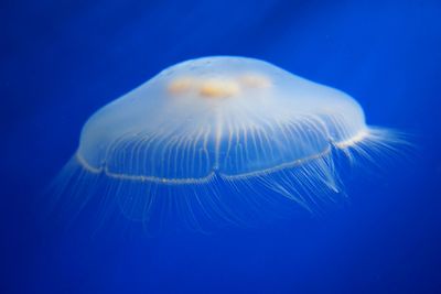 Close-up of jellyfish underwater