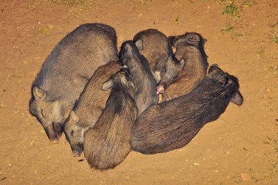 High angle view of dogs on field