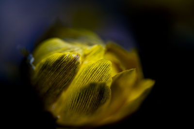 Close-up of pineapple