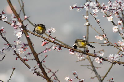 View of cherry blossom tree