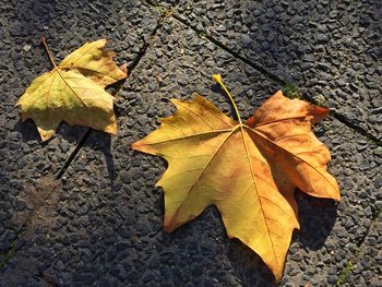 High angle view of maple leaves fallen on leaf