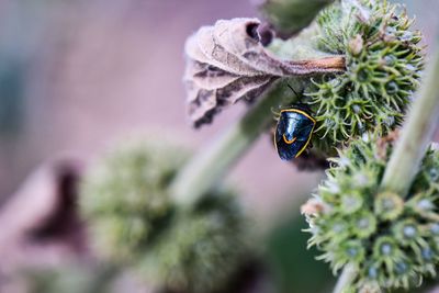 Close-up of bee pollinating on flower