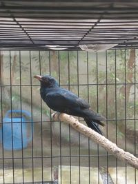 Close-up of bird in cage