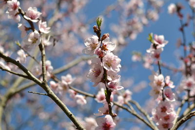 Close-up of cherry blossoms in spring