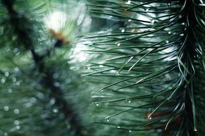 Close-up of pine tree