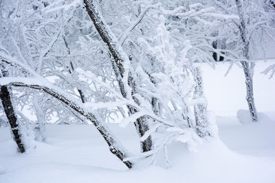 Snow covered trees on land