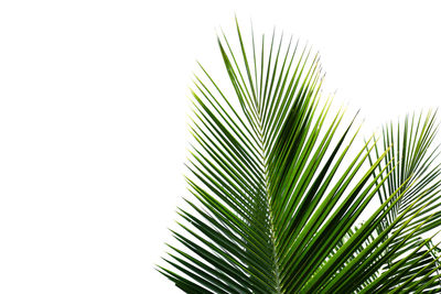 Close-up of palm tree against clear sky