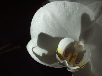 Close-up of white flowers