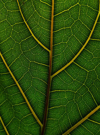 Full frame shot of leaf