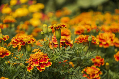 Close-up of orange marigold flowers