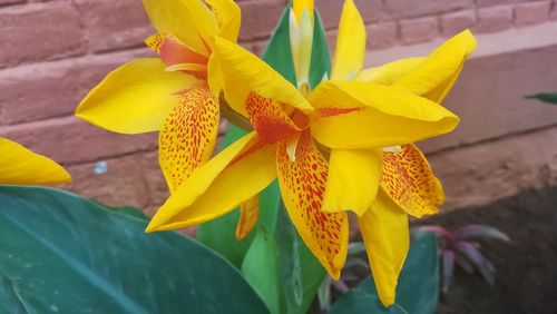 Close-up of yellow flowers blooming outdoors