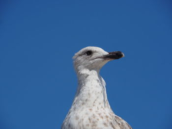 Low angle view of seagull against clear blue sky