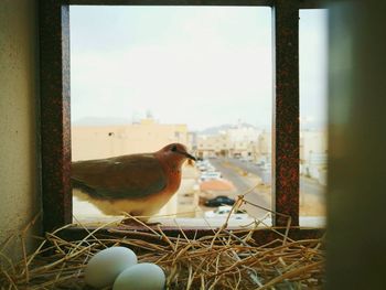 Close up of bird and nest