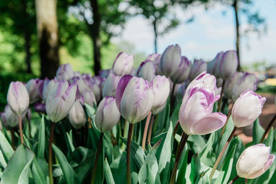 Close-up of pink tulips in park