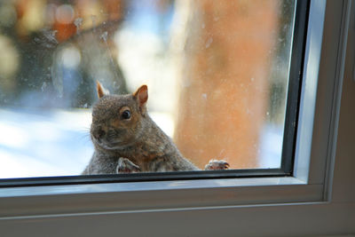 Close-up of squirrel