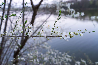 Close-up of fresh flower tree against sky