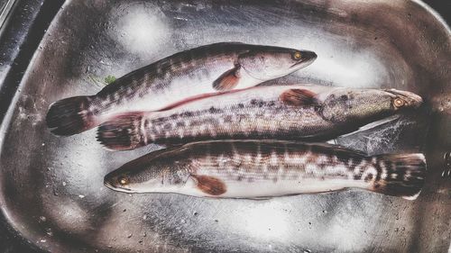 High angle view of fish in plate