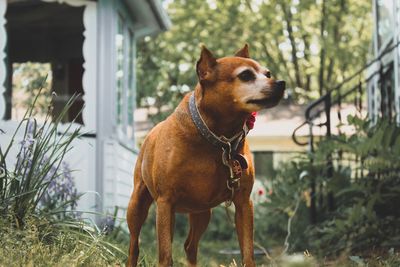 Close-up of dog against trees