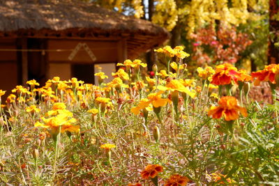Close-up of yellow flowering plants on field