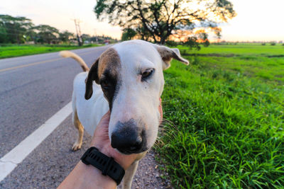 Dog with hand on grass