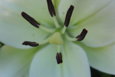 Close-up of white flower