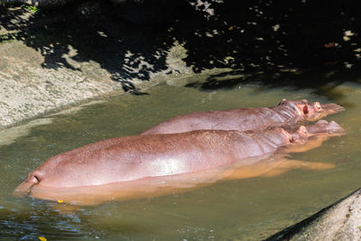 High angle view of fish swimming in lake