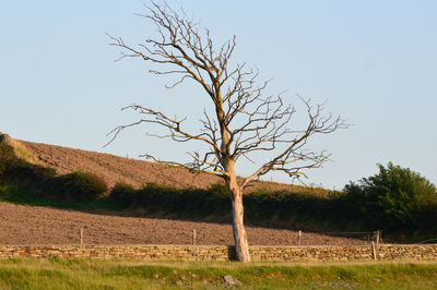 Bare tree on field against clear sky