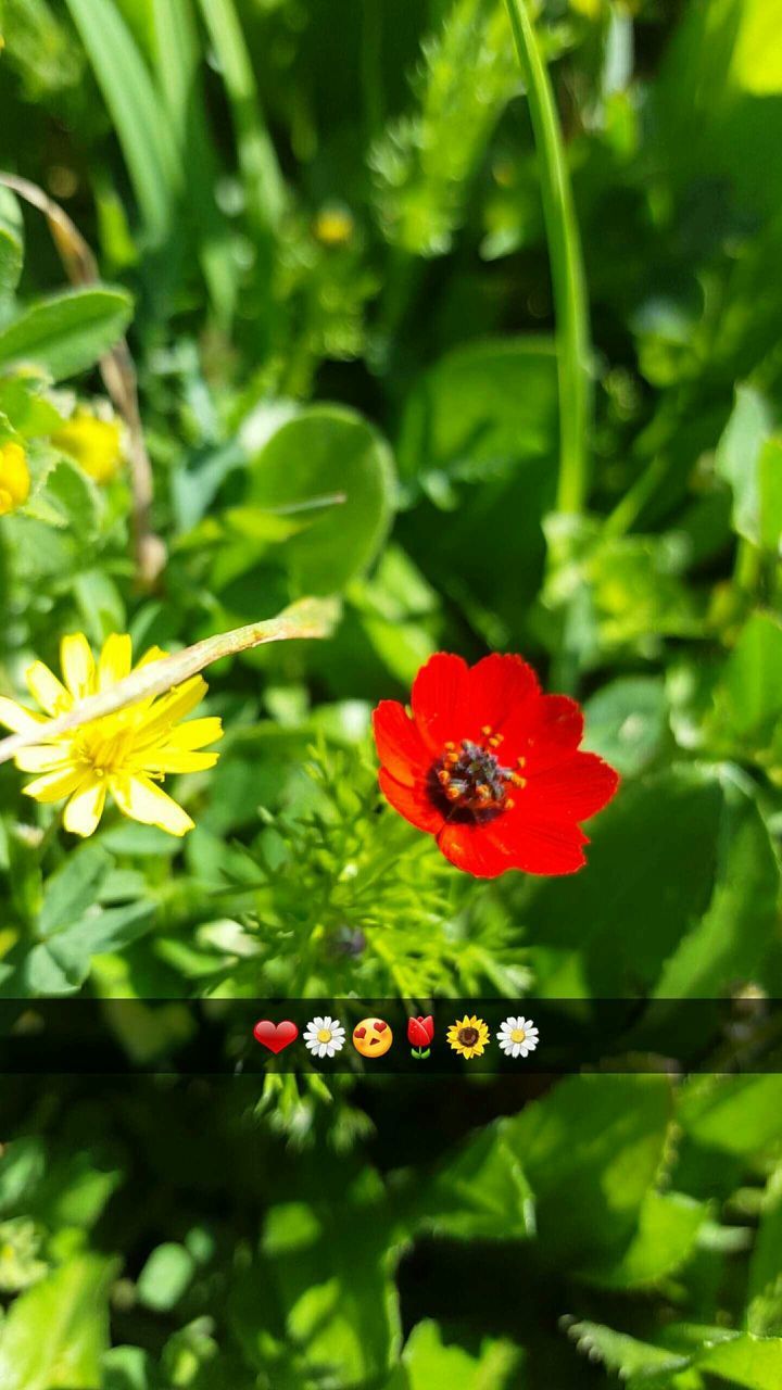 flower, petal, freshness, flower head, red, fragility, growth, beauty in nature, plant, blooming, focus on foreground, nature, close-up, insect, green color, pollen, orange color, yellow, high angle view, single flower