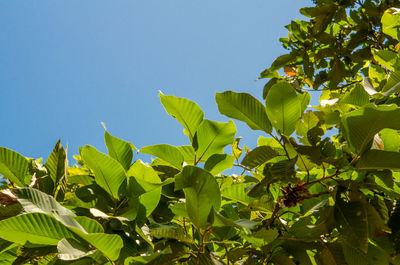 Low angle view of leaves against clear blue sky