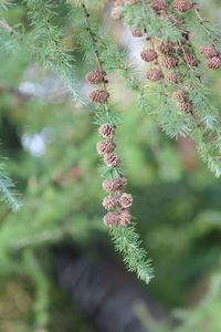 Close-up of flowering plant