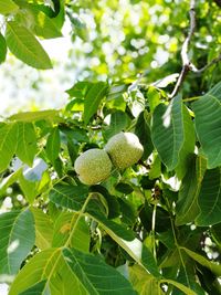 Close-up of fruits growing on tree