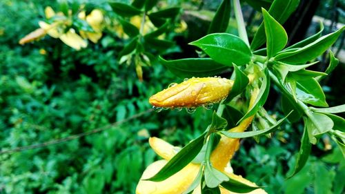 Close-up of yellow flower