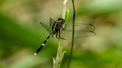 Close-up of dragonfly on leaf