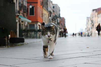 Cat standing on footpath amidst buildings in city