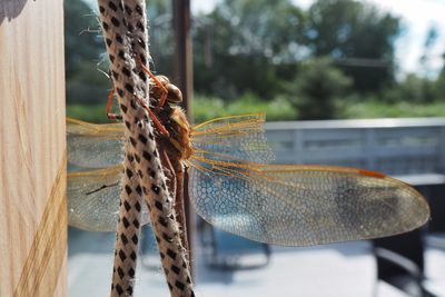 Close-up of dragonfly on plant