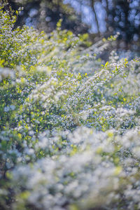 Close-up of flowering plants on field