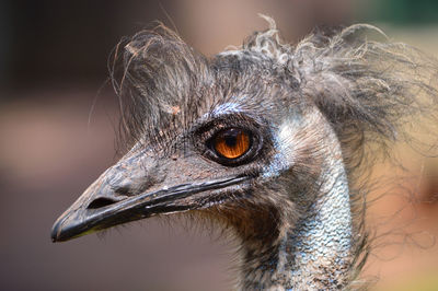 Close-up of emu