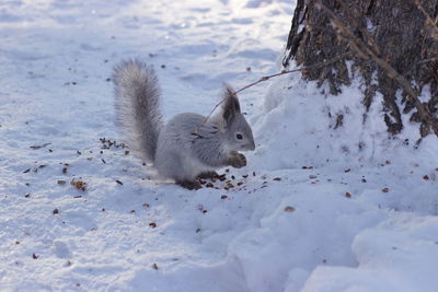 View of squirrel on snow covered land