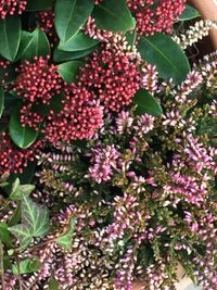 Low angle view of flowers