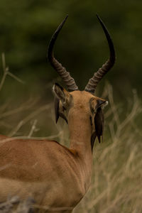 Close-up of deer on field