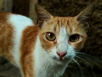 Close-up portrait of tabby cat