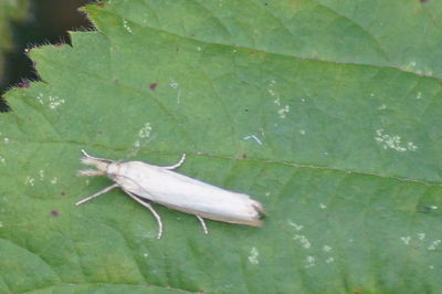 Close-up of lizard on leaf